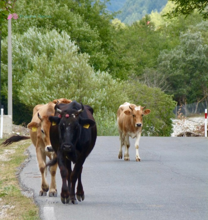 Kühe auf der Straße